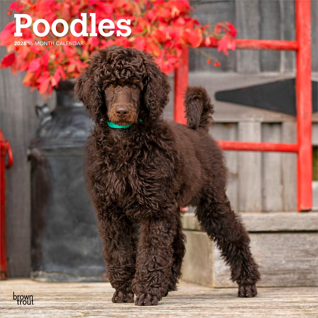 Poodles | 2026 12 x 24 Inch (Hanging) Monthly Square Wall Calendar | Plastic-Free